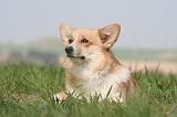 CORGI PEMBROKE 1245